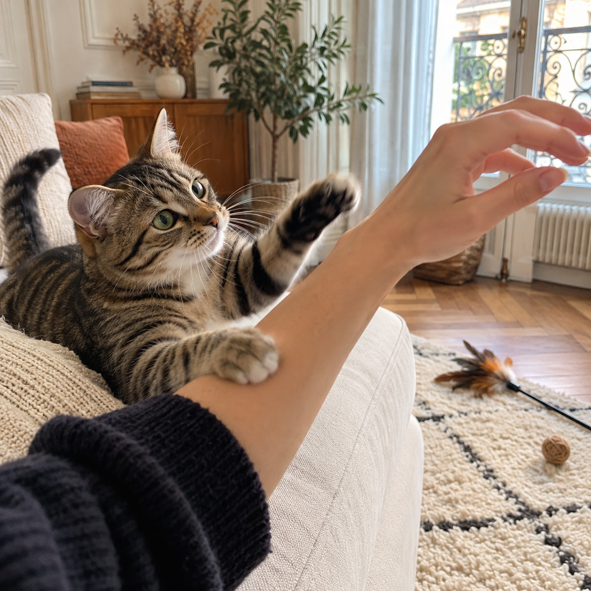 Un chaton bondit vers la marionnette Natraline