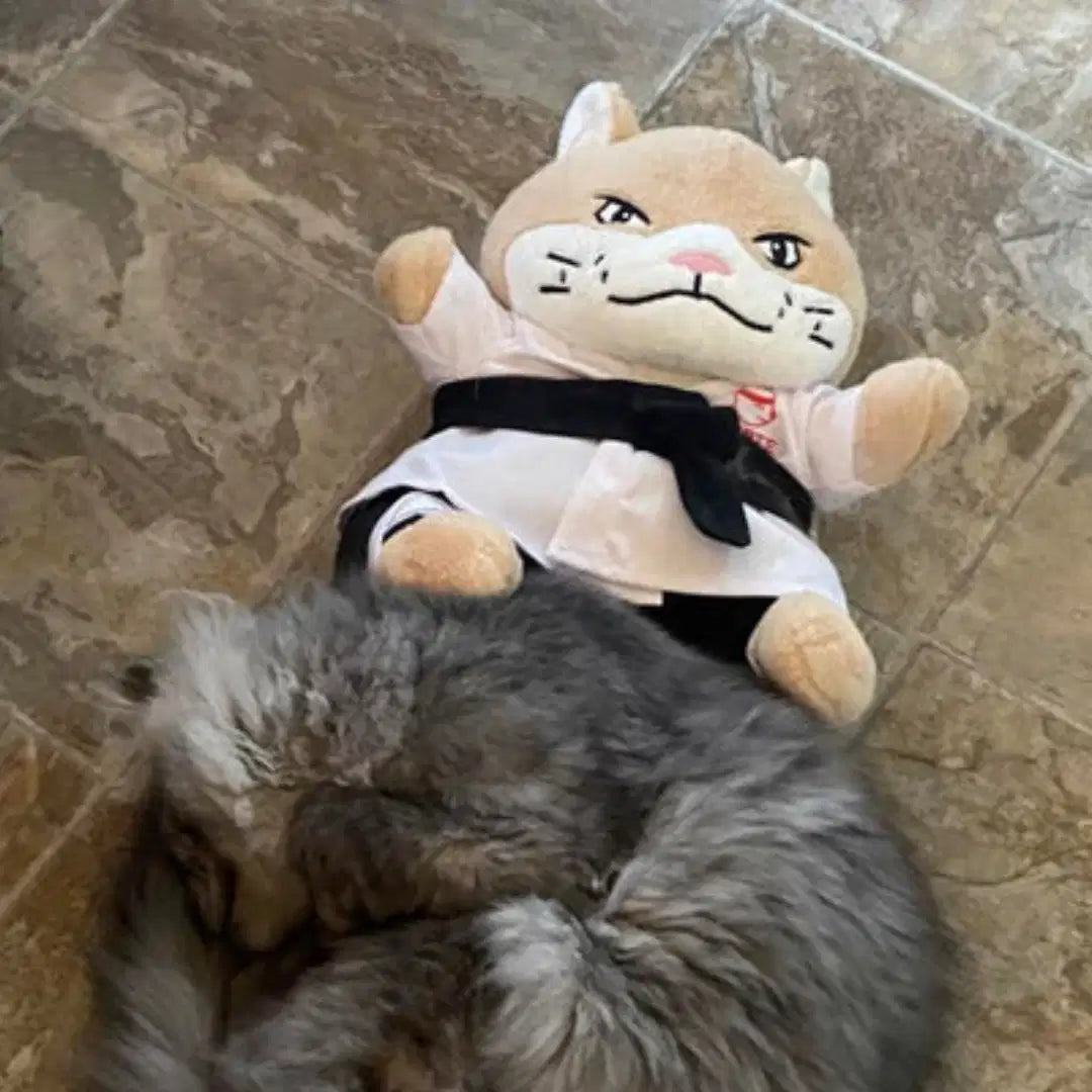 Un chat couché à côté de la marionnette Natraline