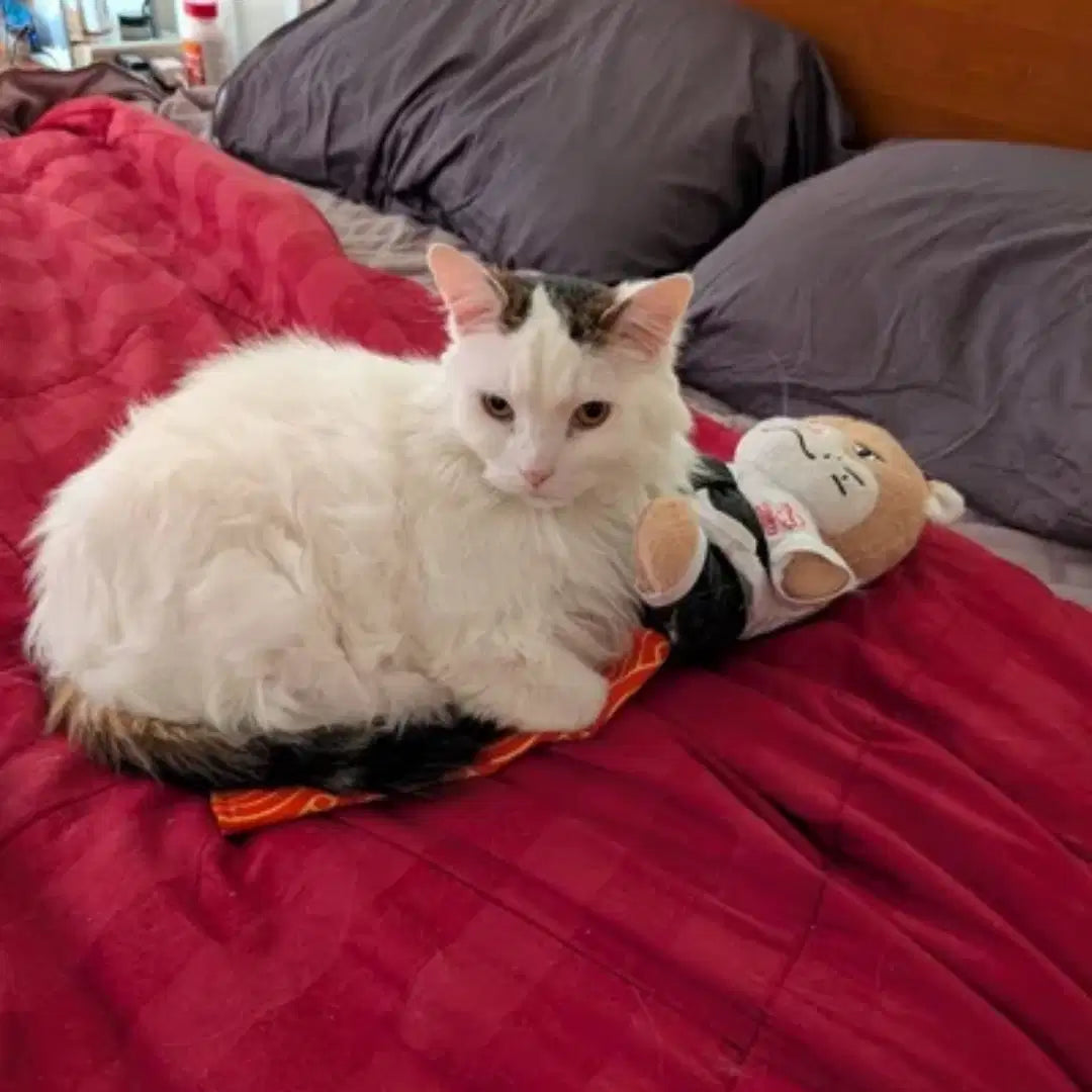 Un chat blanc se repose à côté de sa marionnette Natraline