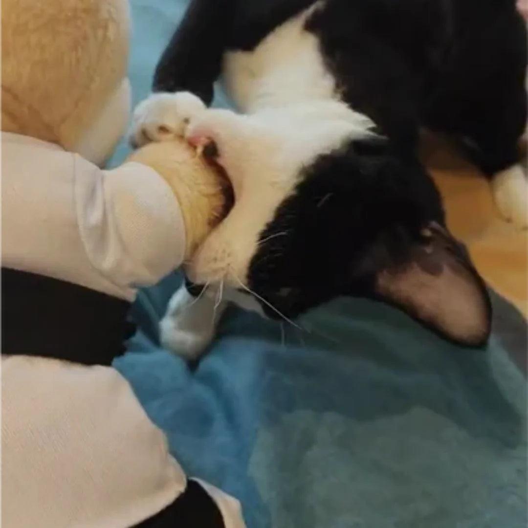 Un chat mord à pleines dents la marionnette Natraline