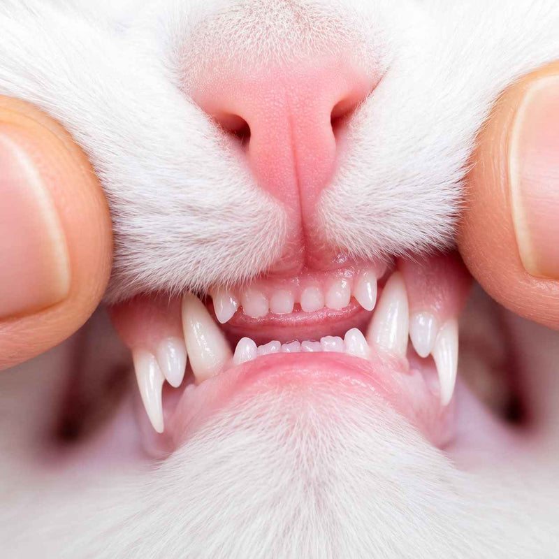 Protège les dents et économise 1 000€ chez le vétérinaire